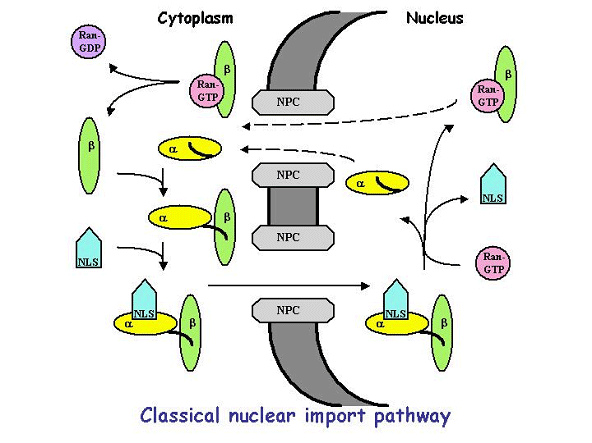 Classical nuclear import pathway