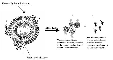  Proposed mechanism for histone penetration through the cell plasma membrane as concluded from experiments preformed using liposomes. 