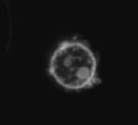  Pitonya protoplasts (right fig) or mammelian HeLa cells were incubated with Rho labeled histones and after 1 h visualized by flourecsnce microscopy. 